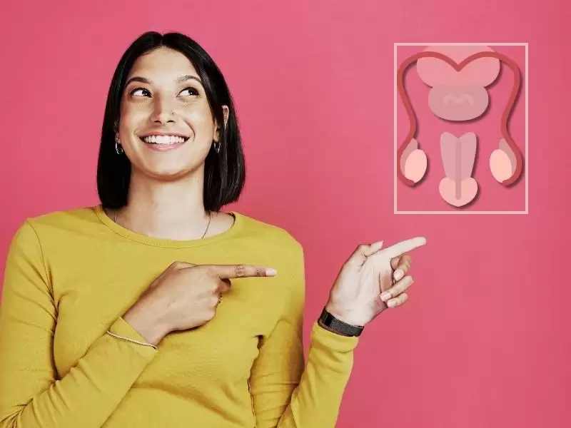 testis-nedir